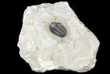 Bargain, Detailed Gerastos Trilobite Fossil - Morocco #141674-1